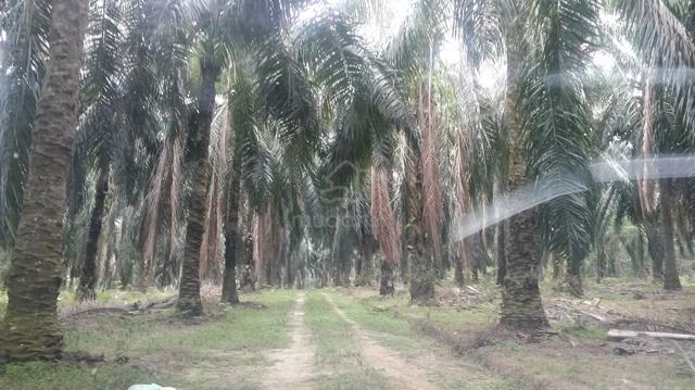 Negeri Sembilan Tampin Freehold Land For Sale 1