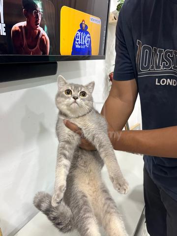 british short hair bsh female golden blue - photo 2 of 3