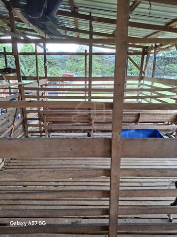 sewa kandang kambing 1