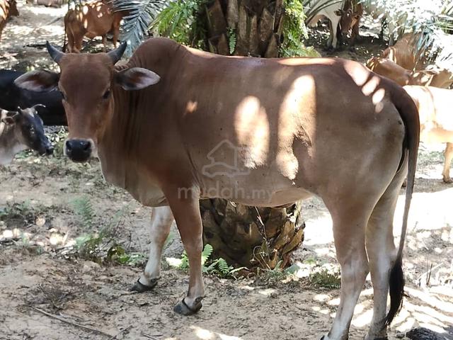 Carousel Image