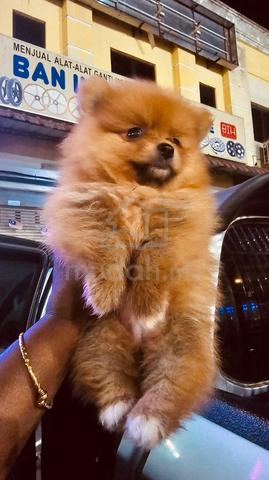 Pommerian puppy - photo 3 of 6