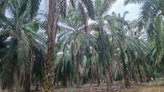 6 Ekar Tanah Kelapa Sawit Kg Sri Dagang Pogoh Segamat Johor 1