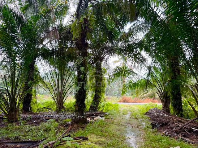PONTIAN, 7.606 ACRES, FREEHOLD SQUARE SHAPE Agricultural Land FOR SALE 1