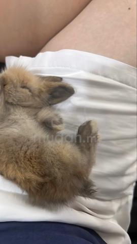 baby rabbit 2 weeks old(lion head mix holland lop) - photo 3 of 6