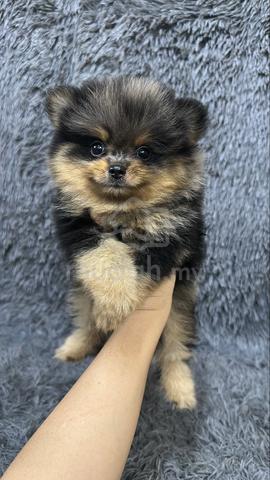 Blue Merle n Tan Male Pomeranian Puppy - photo 2 of 5