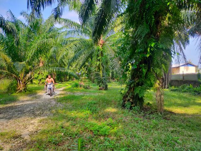Pontian Rimba Terjun Freehold Agriculture Land Residential Zoning 1