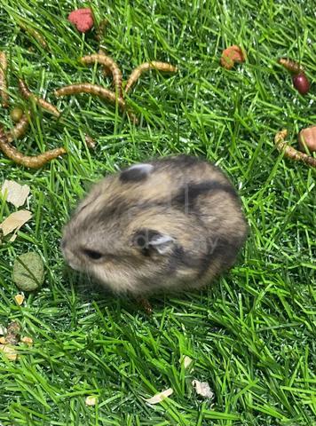 Hamster White/Agouti  - photo 3 of 3