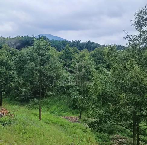FULLY PLANTED Pahang Raub Sungai Klau 18.6 acres Durian Farm Land SALE 1