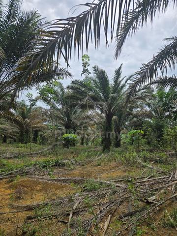 30 Acres agriculture land for sale in Bidor, Perak 1