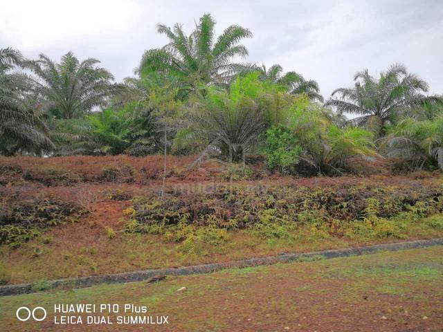 288 Acres Freehold Palm Oil Plantation Land @ Jalan Jemaluang, Mersing 1