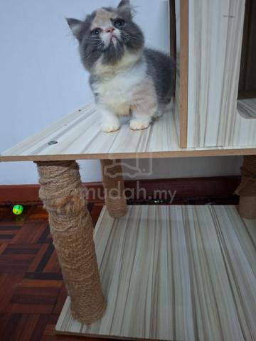 Munchkin  - photo 3 of 4