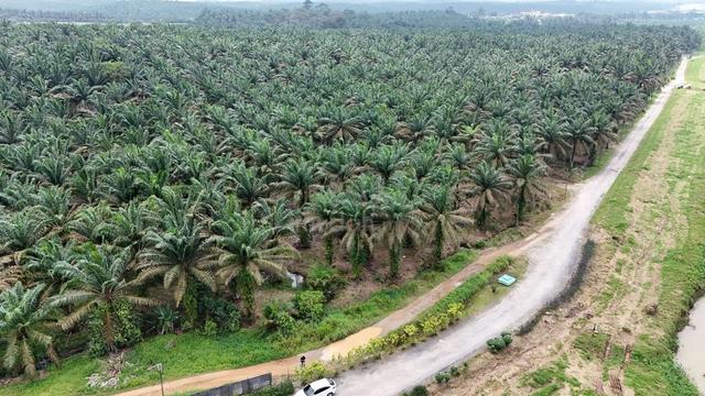 Kulai Sengkang 8.1 Acres Agricutural Land,Kulai 1