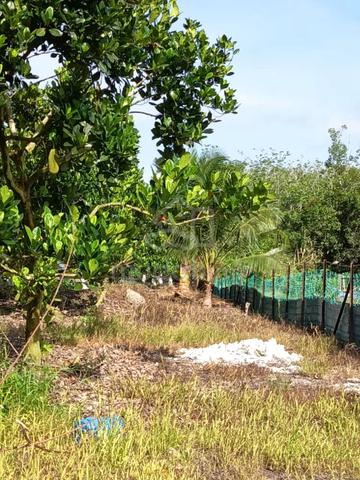 Freehold harvesting agro-tourism orchard farm 1