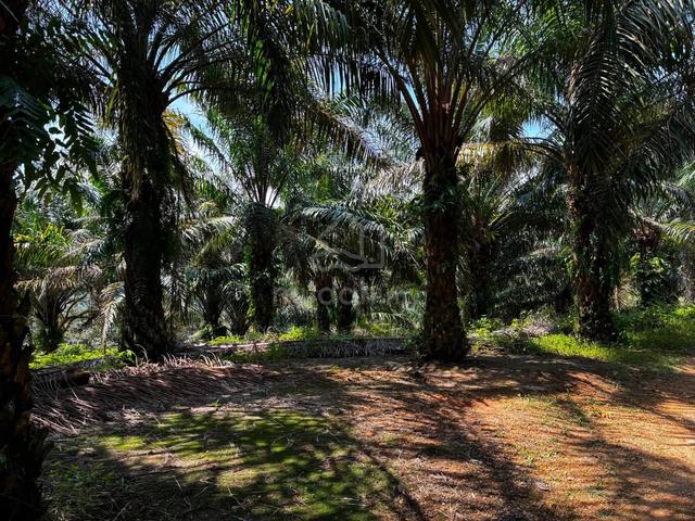 Freehold Palm Oil Rasa Hulu Selangor 1