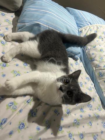 bicolour bsh female - photo 2 of 3