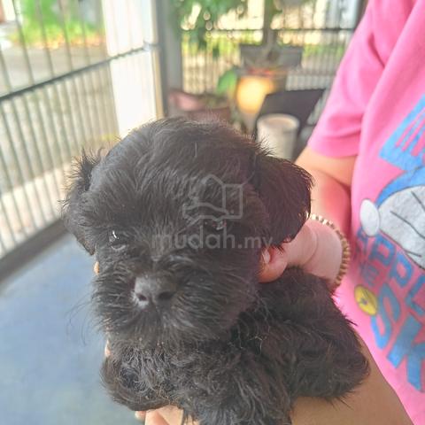 puppy poddle  - photo 2 of 4