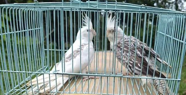 coktiel  - photo 2 of 2