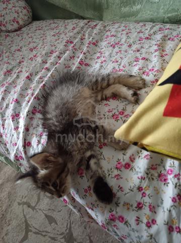 anak kucing  - photo 2 of 3