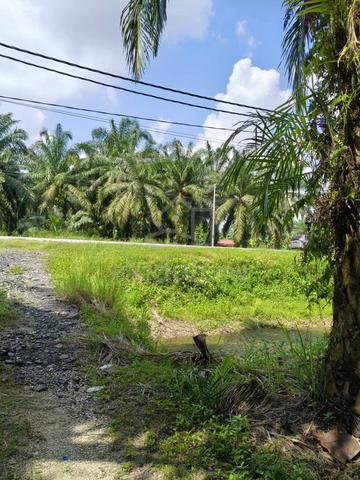 kebun sawit 1