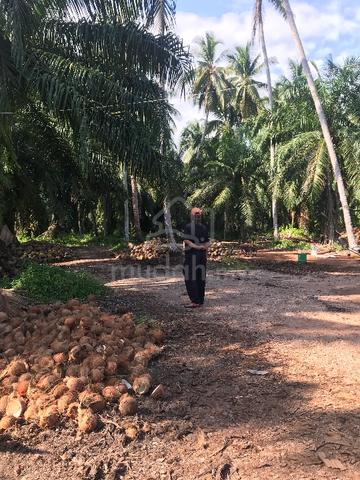 Tanah pertanian , Sabak Bernam 1