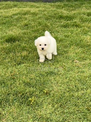 Pure Bichon puppy - photo 3 of 6