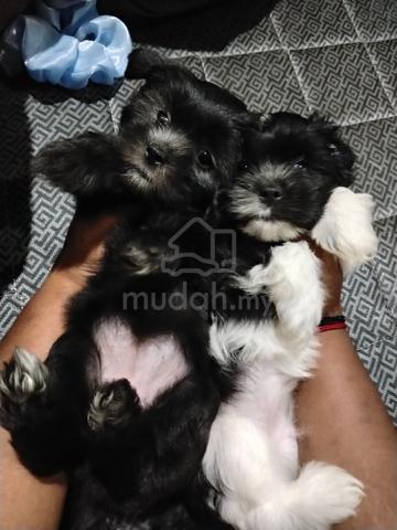 Shih Tzu 1 month old female puppy - photo 2 of 4