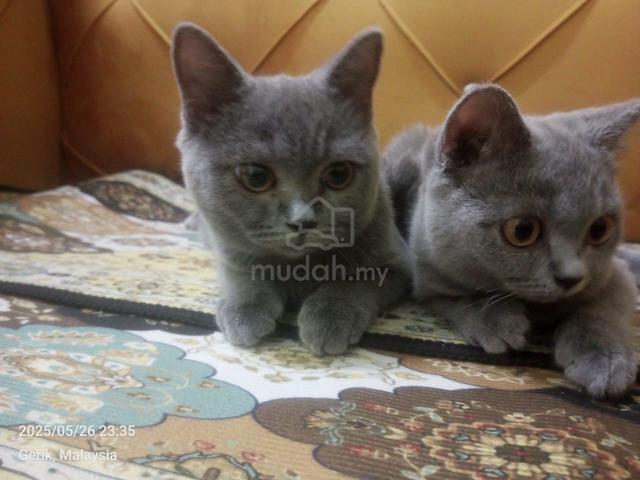 BSH sepasang - photo 2 of 3