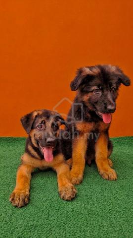 German shepherd  - photo 4 of 4