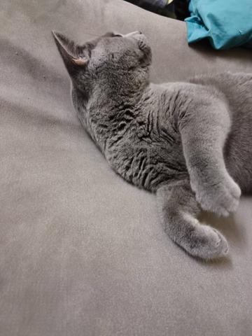 BSH Male - photo 2 of 6