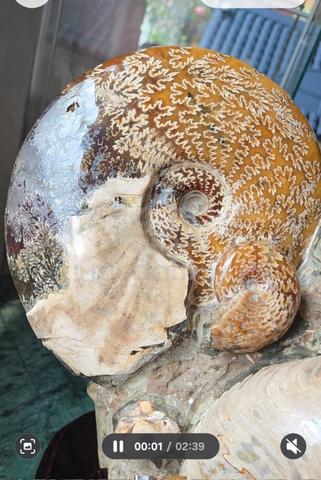 Madagascar Large Ammonite clusters with stand. - photo 5 of 6