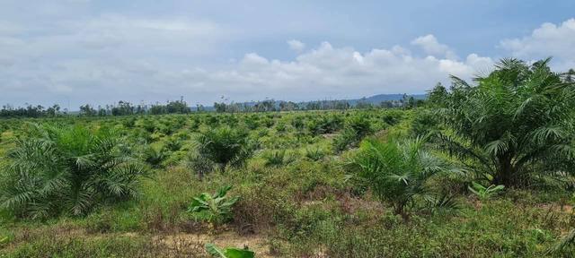 4 years palm oil trees 1