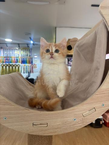 BSH Non-Standard Munchkin - photo 2 of 6