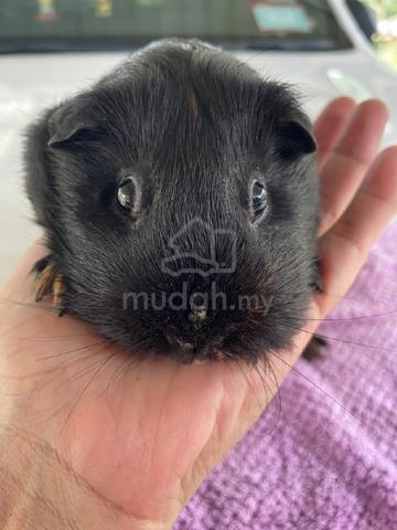 Guinea pig (Female) - photo 3 of 4