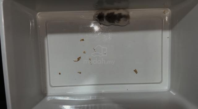 Hamster Robo Roborovski Pied Female - photo 3 of 3