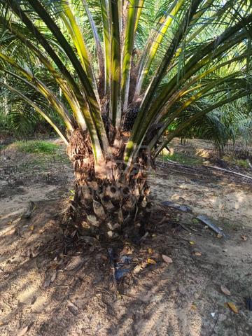 oil palm plantation 1