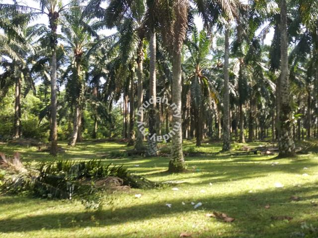 12.63 acres Palm oil land at Gopeng, Perak 1