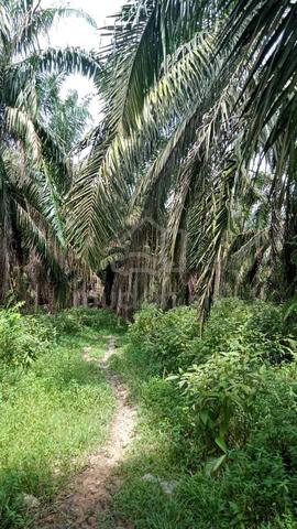 Tanah 7 Ekar tepi jalan utama (International Lot) 3