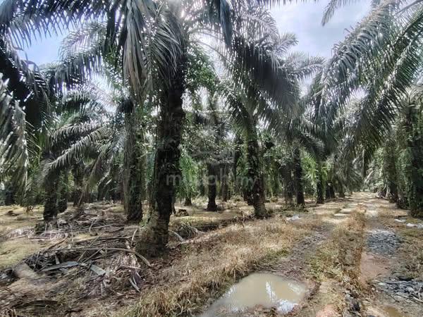 9.9 Acres Industrial Land @ Pekan Nanas Kampung Batu 28 Pontian Johor 1