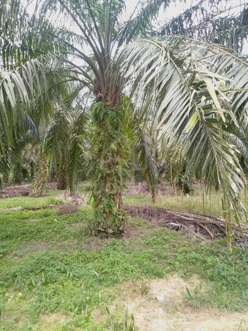 Tanah Kampung dan Sawit (Boleh loan LPPSA) Lubuk Buntar 1