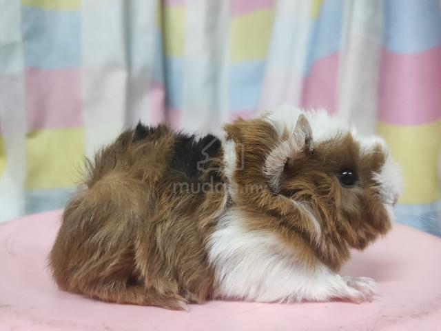 Guinea Pig - photo 3 of 6