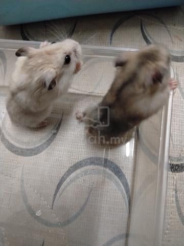 Hamster  - photo 3 of 6