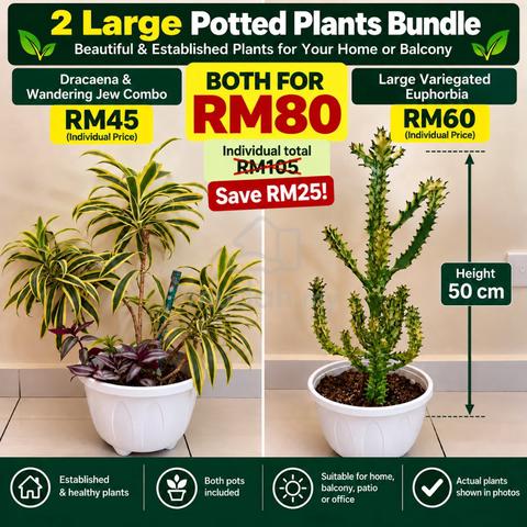 RELOCATION SALE – 2 large potted plants - photo 2 of 3
