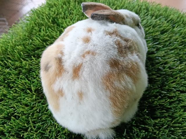minirex bulu carpet  - photo 4 of 6