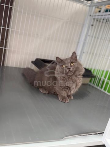 Carousel Image Selected