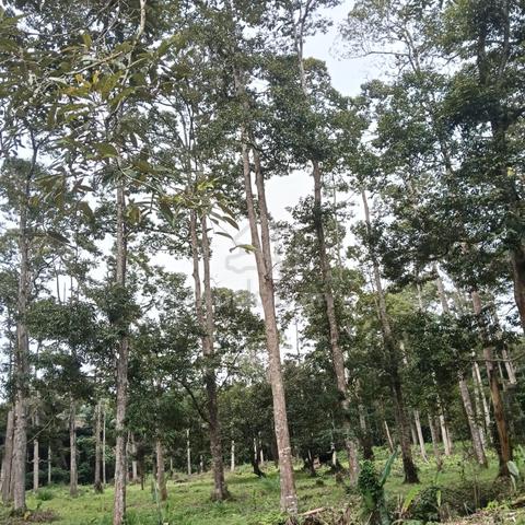 Tanah Dusun 3.2 Ekar Rata Non Bumi serta sungai untuk dijual. 1