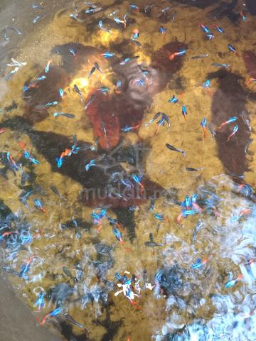 Carousel Image