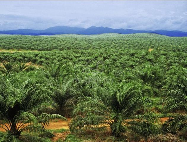 Bukit Mertajam - Oil Palm Plantation / 6.8 Acres / Freehold