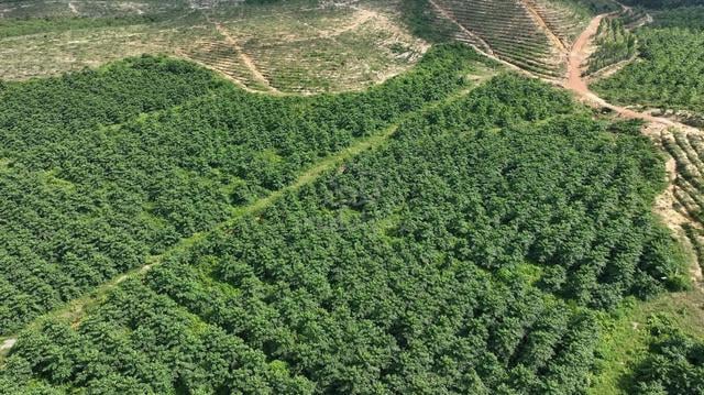 5231 ACRE | 2117 HECTARE Ladang Hutan Forest Endau Rompin Pahang 1