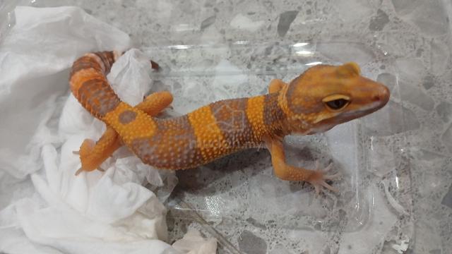 Gecko Trangerine Trenser  - photo 2 of 3