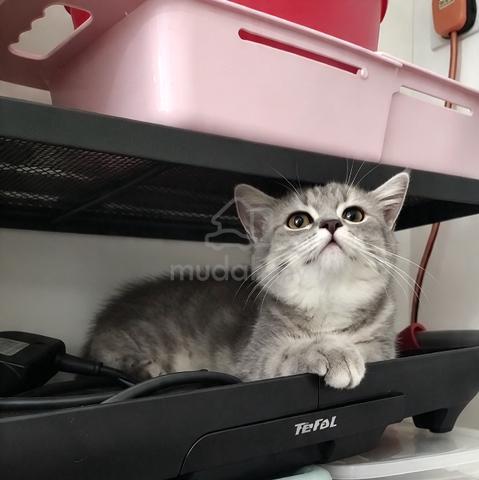 British shorthair kitten - photo 3 of 3